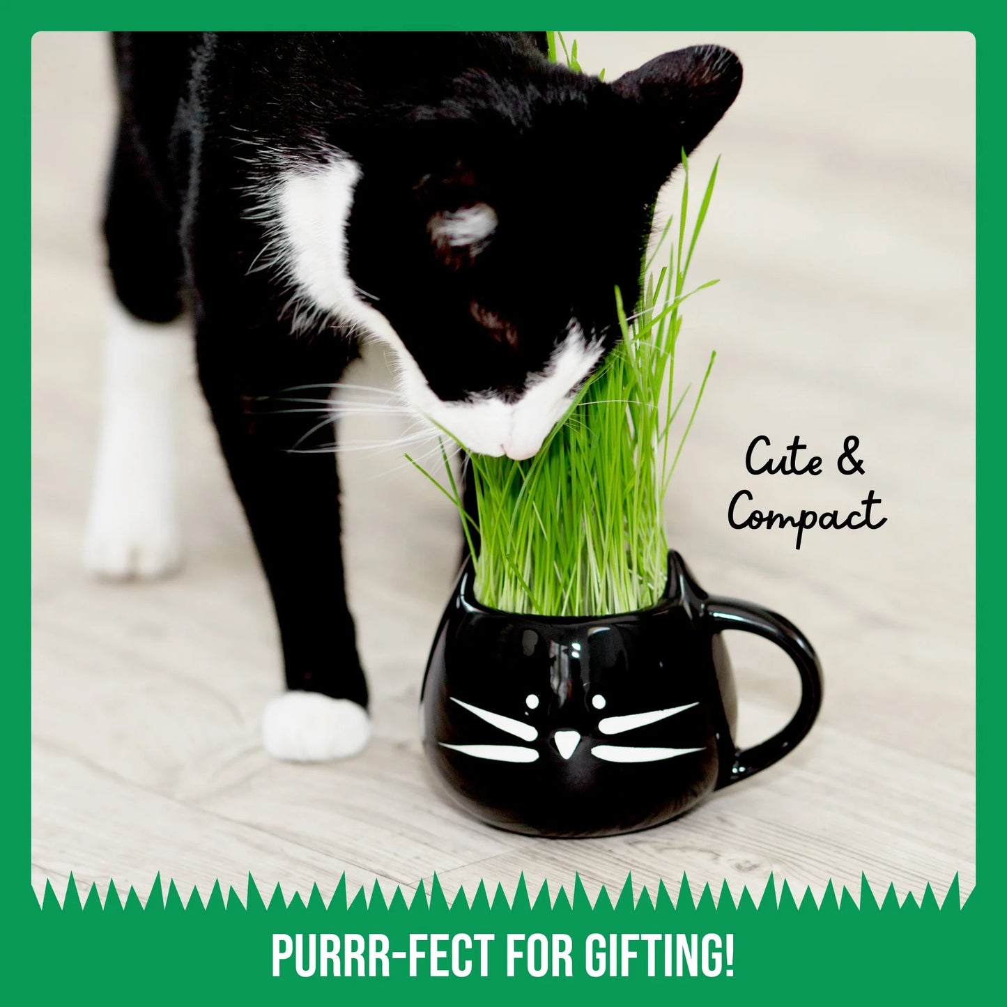 Organic Cat Grass Growing Kit with Black Cat Mug Planter